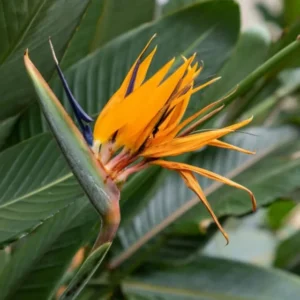 Orange Bird of Paradise Plant - 2 Live Plants 4-7