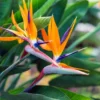 Orange Bird of Paradise Plant - 2 Live Plants 4-7" Tall - No Pot