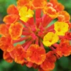 Orange Lantana Live Plants Set - Trailing Outdoor Plants 6-8 Inch