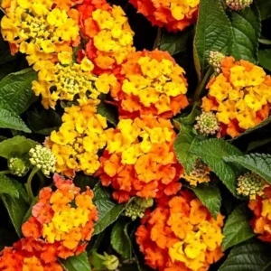 Orange Lantana Live Plants Set - Trailing Outdoor Plants 6-8 Inch