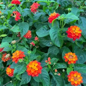 Orange Lantana Live Plants Set - Trailing Outdoor Plants 6-8 Inch
