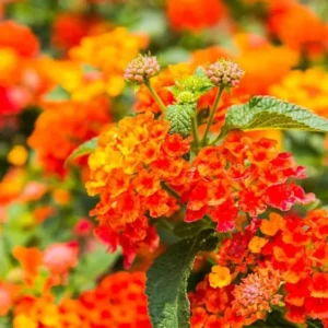 Orange Lantana Live Plants Set - Trailing Outdoor Plants 6-8 Inch