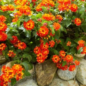 Orange Lantana Live Plants Set - Trailing Outdoor Plants 6-8 Inch
