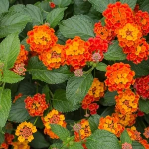Orange Lantana Live Plants Set - Trailing Outdoor Plants 6-8 Inch