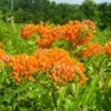 Orange Milkweed Plants - Live Flowering Plants 4-7 Inches for Garden