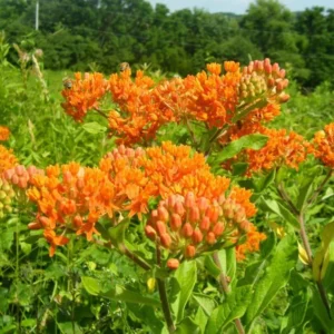 Orange Milkweed Plants - Live Flowering Plants 4-7 Inches for Garden