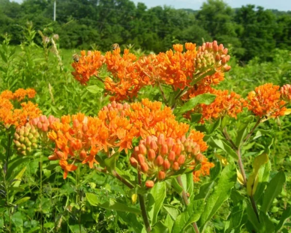Orange Milkweed Plants - Live Flowering Plants 4-7 Inches for Garden