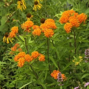 Orange Milkweed Plants - Live Flowering Plants 4-7 Inches for Garden