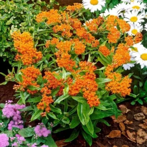 Orange Milkweed Plants - Live Flowering Plants 4-7 Inches for Garden