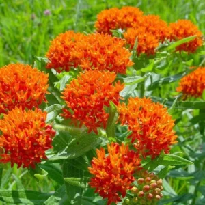 Orange Milkweed Plants - Live Flowering Plants 4-7 Inches for Garden