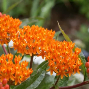 Orange Milkweed Plants - Live Flowering Plants 4-7 Inches for Garden