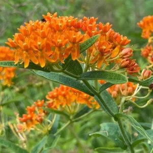 Orange Milkweed Plants - Live Flowering Plants 4-7 Inches for Garden
