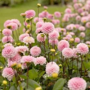 1 Wizard of Oz Dahlia Tuber Live for Planting, Light Pink Dahlia Tuber Easy to Grow Flowers for Your Home and Garden
