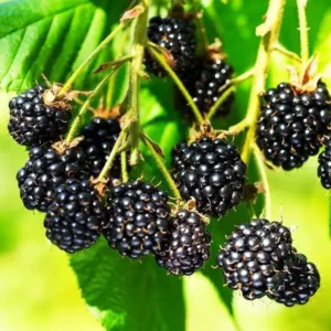 Thornless Blackberry Plants Live for Planting - 2 Pack - Garden Ready