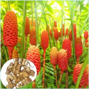 Pack 5 Hawaiian Awapuhi Shampoo Ginger Rhizomes Pinecone Ginger Red Ginger Lily Bulbs Zingiber Zerumbet Tubers Ginger Shampoo Roots