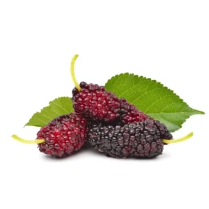 Pakistan Mulberry Trees - Set of 2 Starter Plants - 6-8 Inches Tall - Live Sweet Mulberry Plants