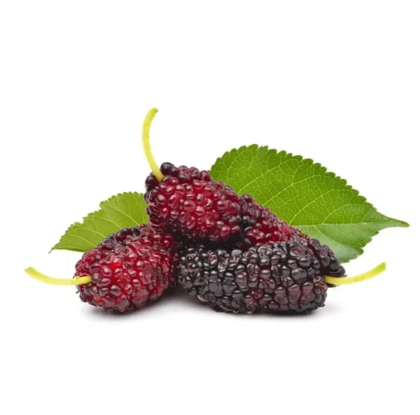 Pakistan Mulberry Trees - Set of 2 Starter Plants - 6-8 Inches Tall - Live Sweet Mulberry Plants