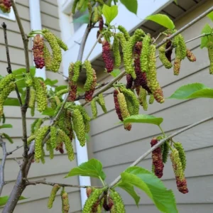 Pakistan Mulberry Trees - Set of 2 Starter Plants - 6-8 Inches Tall - Live Sweet Mulberry Plants