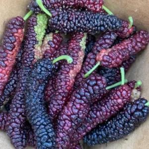 Pakistan Mulberry Trees - Set of 2 Starter Plants - 6-8 Inches Tall - Live Sweet Mulberry Plants
