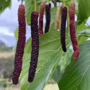 Pakistan Mulberry Trees - Set of 2 Starter Plants - 6-8 Inches Tall - Live Sweet Mulberry Plants