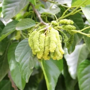 Pakistan Mulberry Trees - Set of 2 Starter Plants - 6-8 Inches Tall - Live Sweet Mulberry Plants