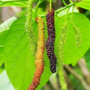 Pakistan Mulberry Trees - Set of 2 Starter Plants - 6-8 Inches Tall - Live Sweet Mulberry Plants