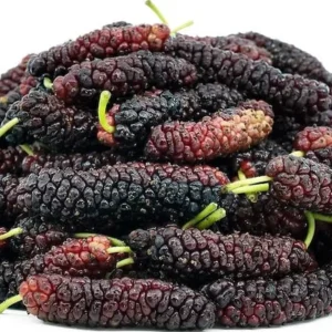 Pakistan Mulberry Trees - Set of 2 Starter Plants - 6-8 Inches Tall - Live Sweet Mulberry Plants