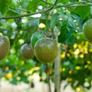 Passion Fruit Live Plant - Edible Vine 4-6