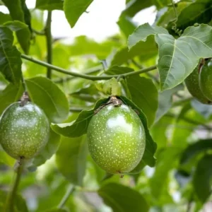 Passion Fruit Live Plant - Edible Vine 4-6