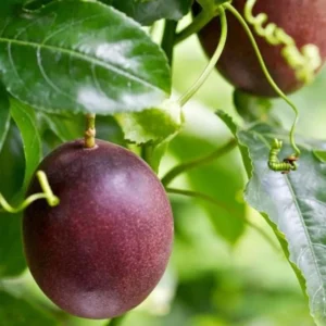 Passion Fruit Live Plant - Edible Vine 4-6