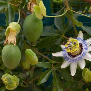 Passion Fruit Live Plant - Edible Vine 4-6