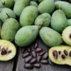 10 Paw Paw Fruit Tree Seeds Asimina Triloba, Fresh, Ready to Plant