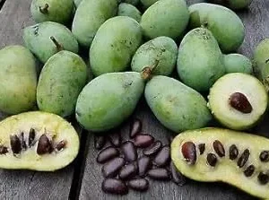 10 Paw Paw Fruit Tree Seeds Asimina Triloba, Fresh, Ready to Plant
