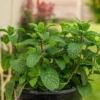 Peppermint Plants Set - 2 Live Mint Plants - Fragrant Herb - Edible Mint - Mint Plant Pot