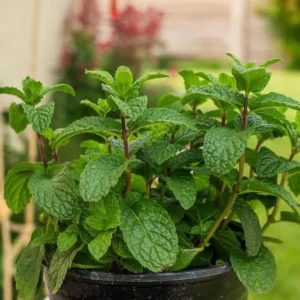 Peppermint Plants Set - 2 Live Mint Plants - Fragrant Herb - Edible Mint - Mint Plant Pot