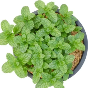 Peppermint Plants Set - 2 Live Mint Plants - Fragrant Herb - Edible Mint - Mint Plant Pot