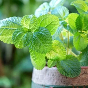 Peppermint Plants Set - 2 Live Mint Plants - Fragrant Herb - Edible Mint - Mint Plant Pot