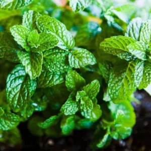Peppermint Plants Set - 2 Live Mint Plants - Fragrant Herb - Edible Mint - Mint Plant Pot