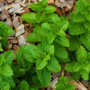 Peppermint Plants Set - 2 Live Mint Plants - Fragrant Herb - Edible Mint - Mint Plant Pot