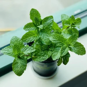 Peppermint Plants Set - 2 Live Mint Plants - Fragrant Herb - Edible Mint - Mint Plant Pot