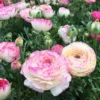 Picotee Pink Ranunculus Bulbs - Set of 10 Live Buttercup Perennial Flowers for Garden