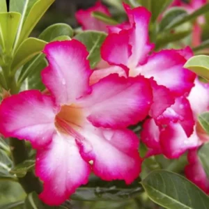 Pink Desert Rose Live Plant - 4-6 Inch Starter Houseplant Blooming Succulent