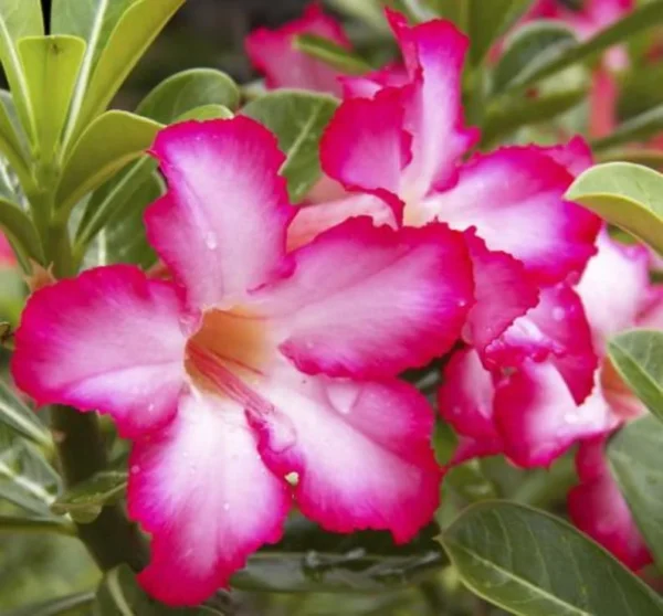 Pink Desert Rose Live Plant - 4-6 Inch Starter Houseplant Blooming Succulent