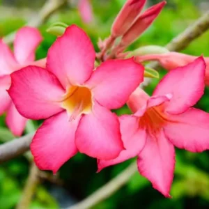 Pink Desert Rose Live Plant - 4-6 Inch Starter Houseplant Blooming Succulent