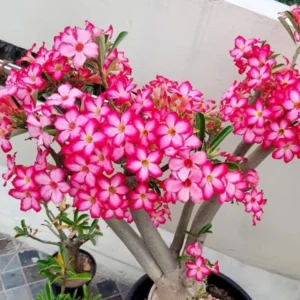 Pink Desert Rose Live Plant - 4-6 Inch Starter Houseplant Blooming Succulent