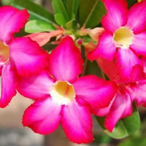 Pink Desert Rose Live Plant - 4-6 Inch Starter Houseplant Blooming Succulent