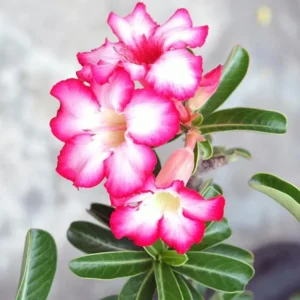 Pink Desert Rose Live Plant - 4-6 Inch Starter Houseplant Blooming Succulent