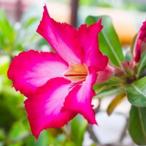 Pink Desert Rose Live Plant - 4-6 Inch Starter Houseplant Blooming Succulent