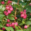 Pink Lemonade Blueberry Plant - Live Shrub - 1-2 Year Old - Sweet Blueberry Bush
