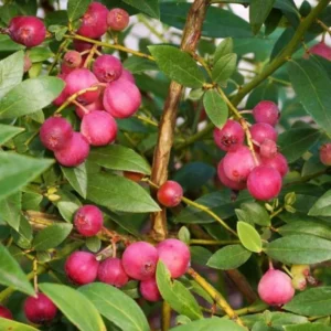 Pink Lemonade Blueberry Plant - Live Shrub - 1-2 Year Old - Sweet Blueberry Bush